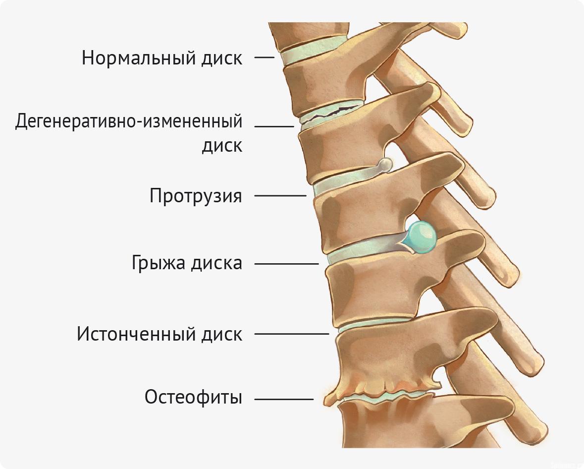 Строение и функции позвоночника